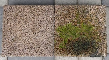 水平曝露板での藻の繁茂の差が歴然